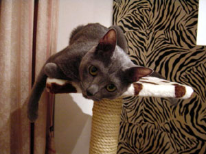 2005.5.1gill01.jpg